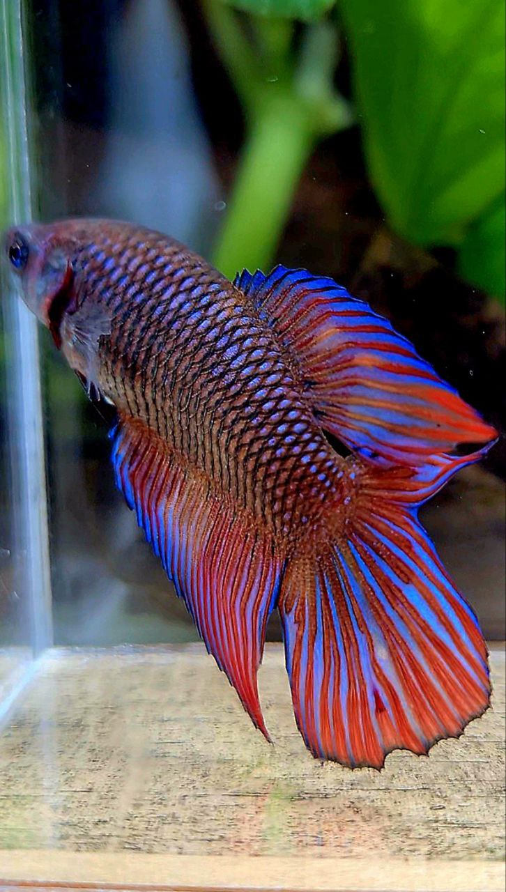 FEMALE VEILTAIL DOUBLE TAIL METTALIC DARK MUTLICOLOR BETTA FISH
