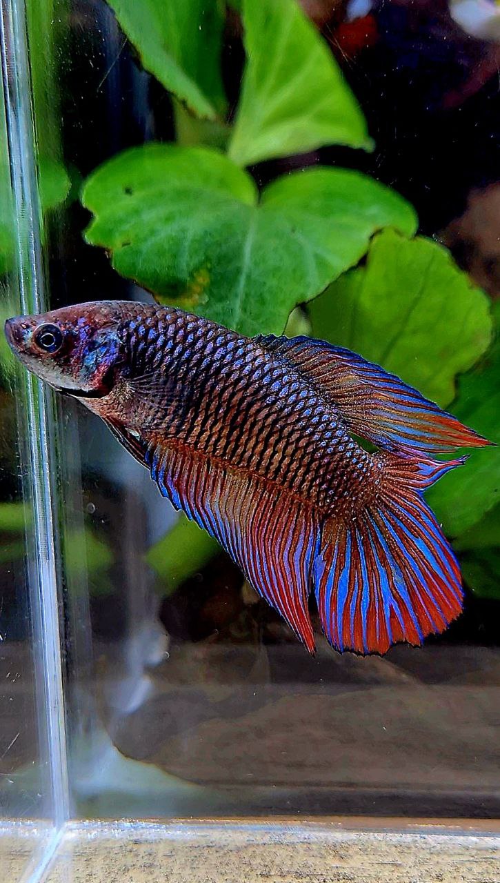 FEMALE VEILTAIL DOUBLE TAIL METTALIC DARK MUTLICOLOR BETTA FISH