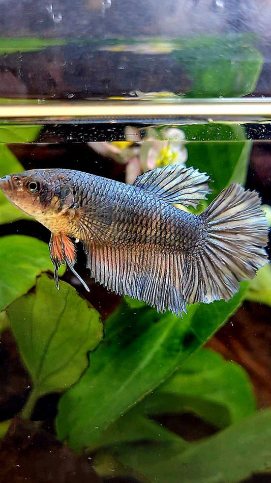FEMALE HALFMOON COPPER BETTA FISH