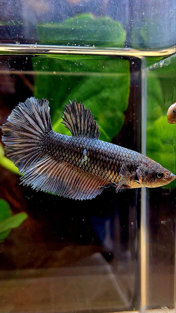 FEMALE HALFMOON COPPER BETTA FISH