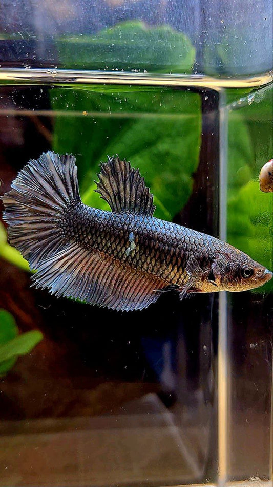 FEMALE HALFMOON COPPER BETTA FISH