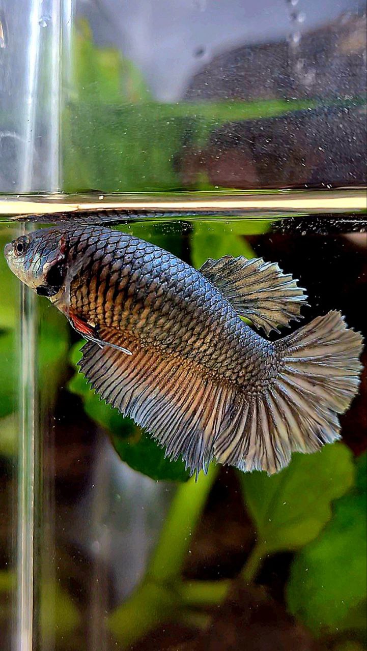 FEMALE HALFMOON COPPER BETTA FISH