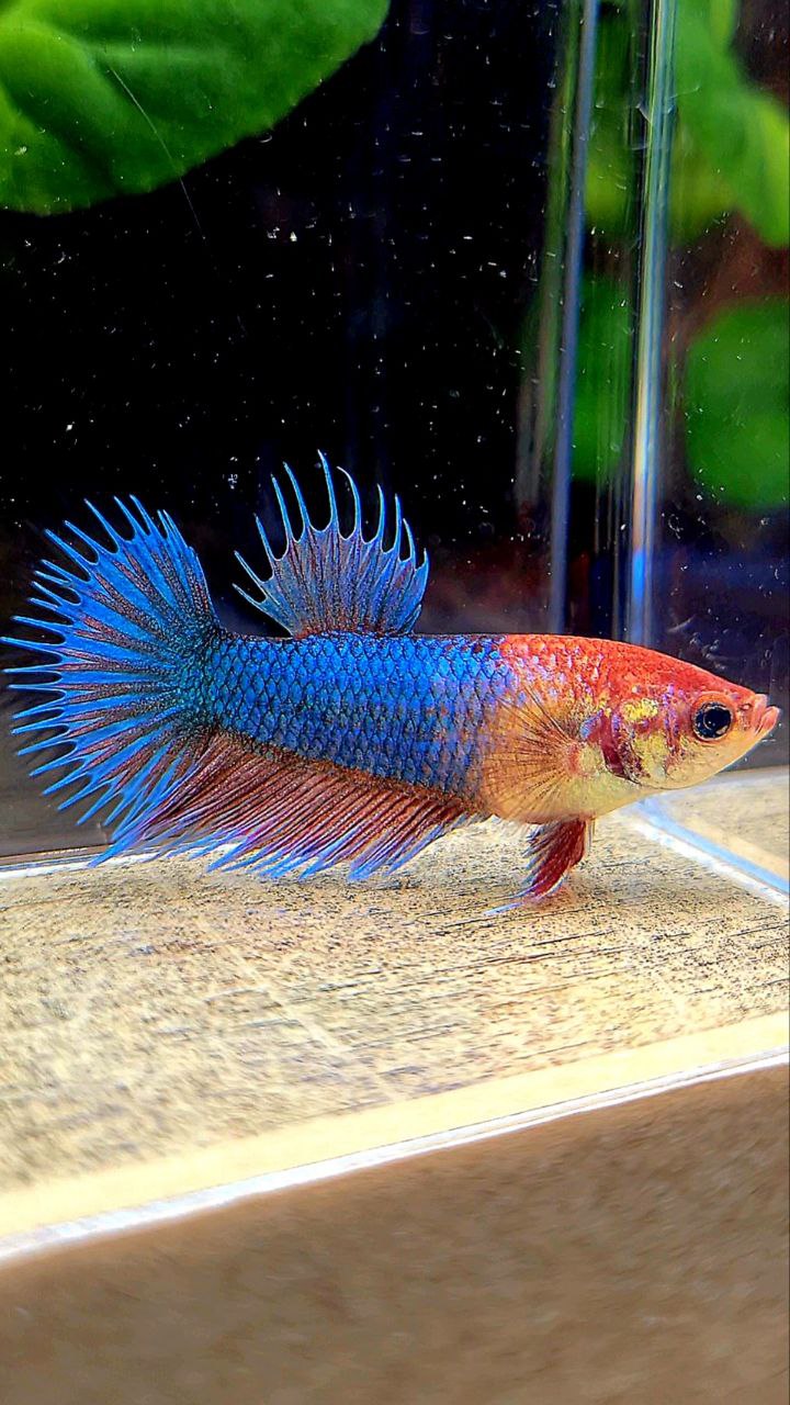 FEMALE CROWNTAIL FANCY BLUE BETTA FISH