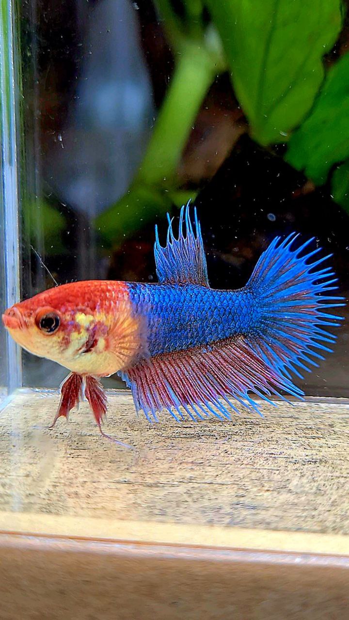 FEMALE CROWNTAIL FANCY BLUE BETTA FISH