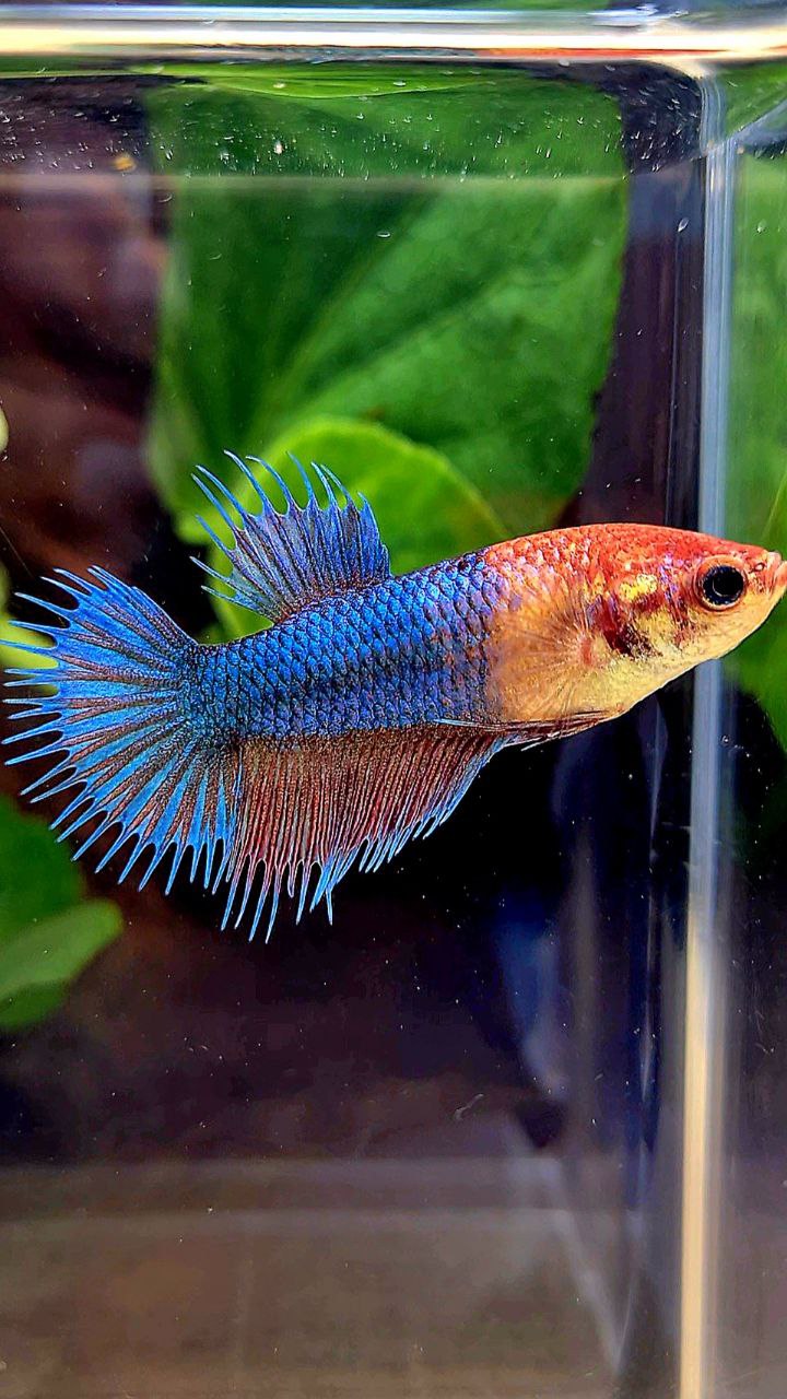 FEMALE CROWNTAIL FANCY BLUE BETTA FISH
