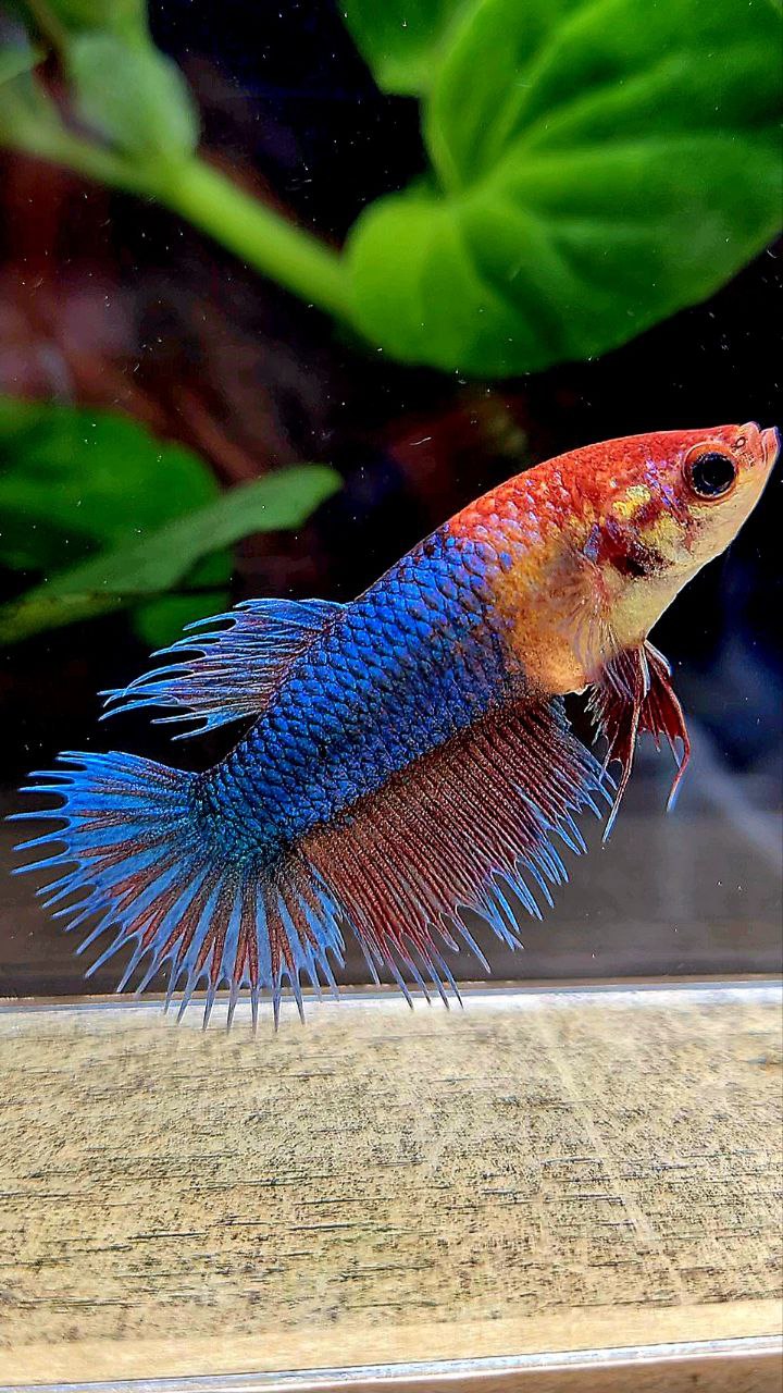FEMALE CROWNTAIL FANCY BLUE BETTA FISH
