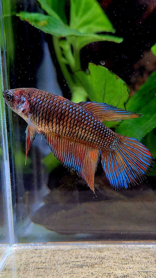 FEMALE VEILTAIL DARK FANCY MULTICOLOR BETTA FISH