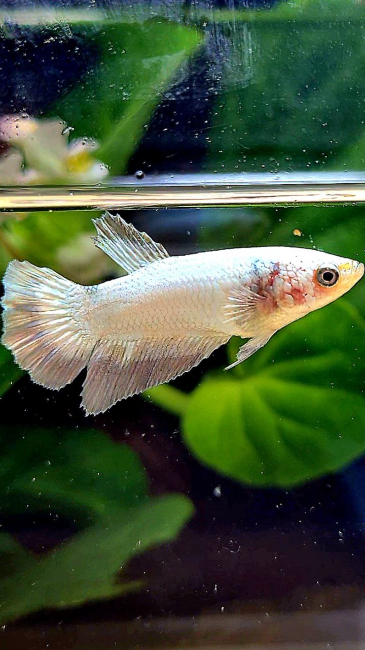 FEMALE HALFMOON COPPER RIM BETTA FISH