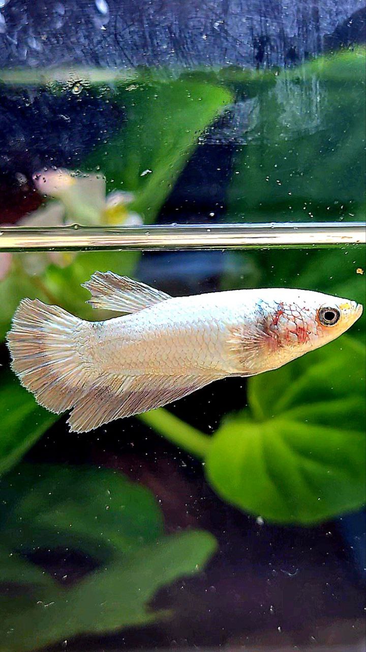 FEMALE HALFMOON COPPER RIM BETTA FISH