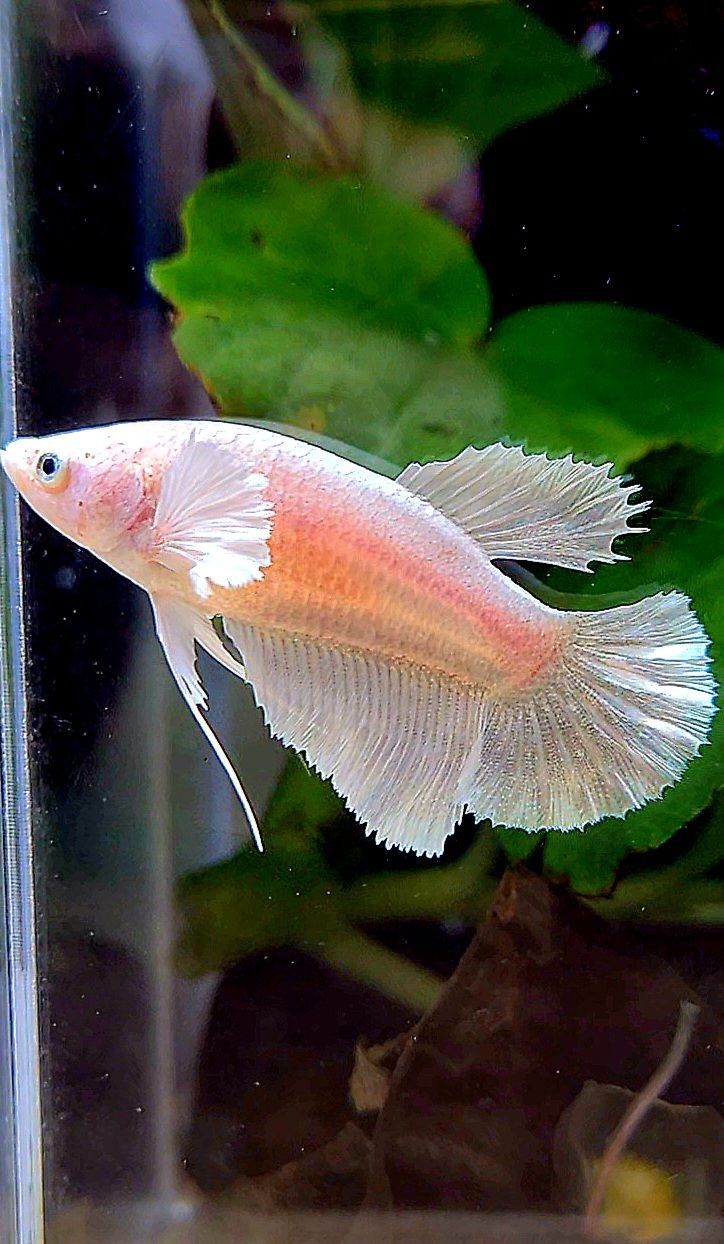 FEMALE HALFMOON DUMBO EAR WHITE PLATINUM BETTA FISH