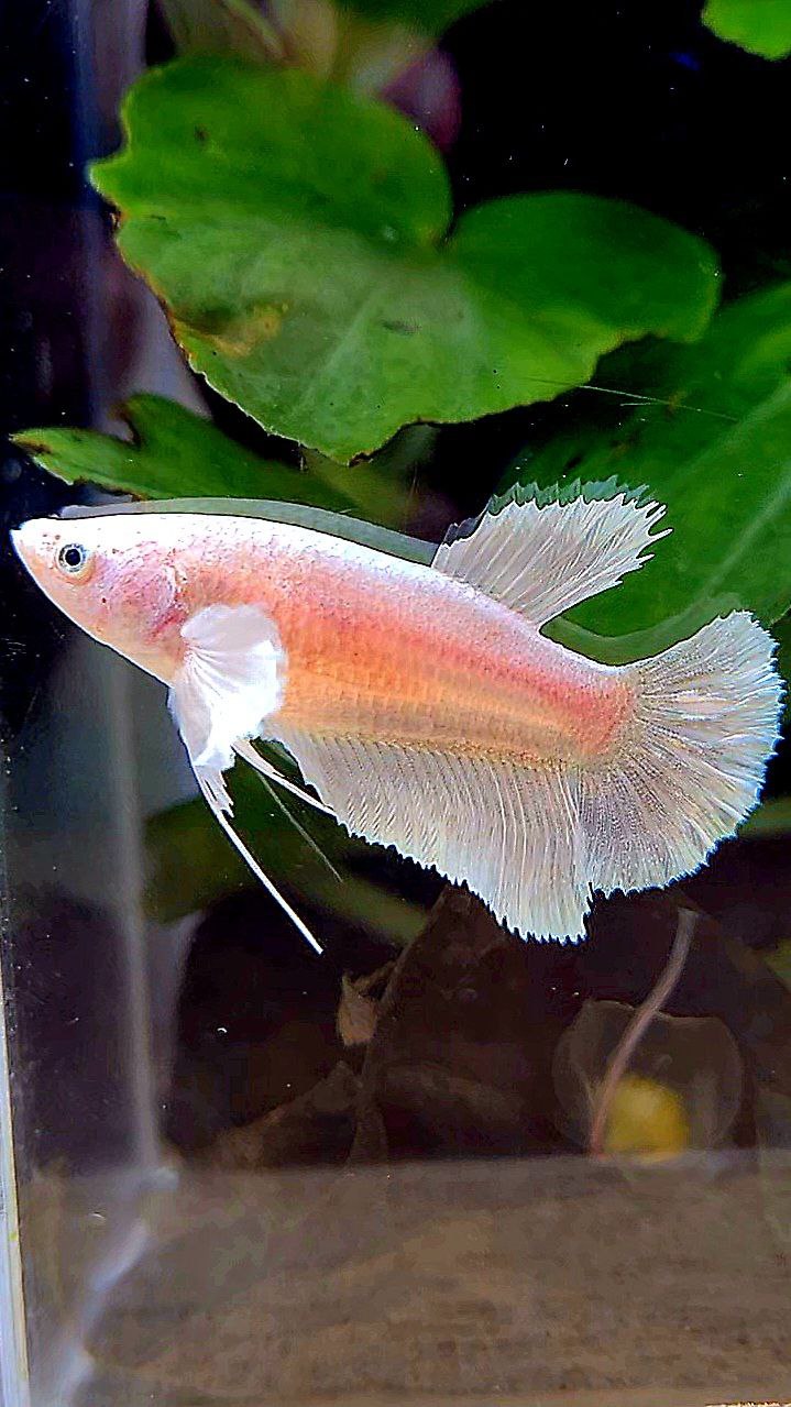 FEMALE HALFMOON DUMBO EAR WHITE PLATINUM BETTA FISH