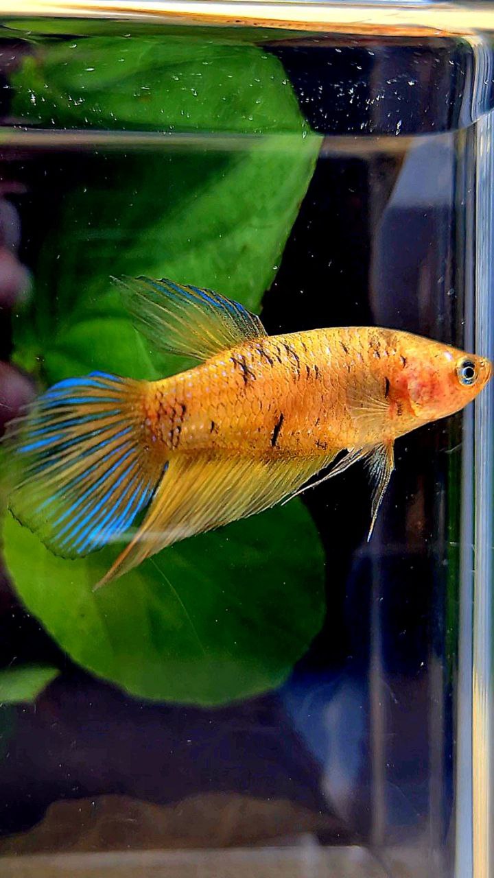 FEMALE VEILTAIL YELLOW TIGER BETTA FISH