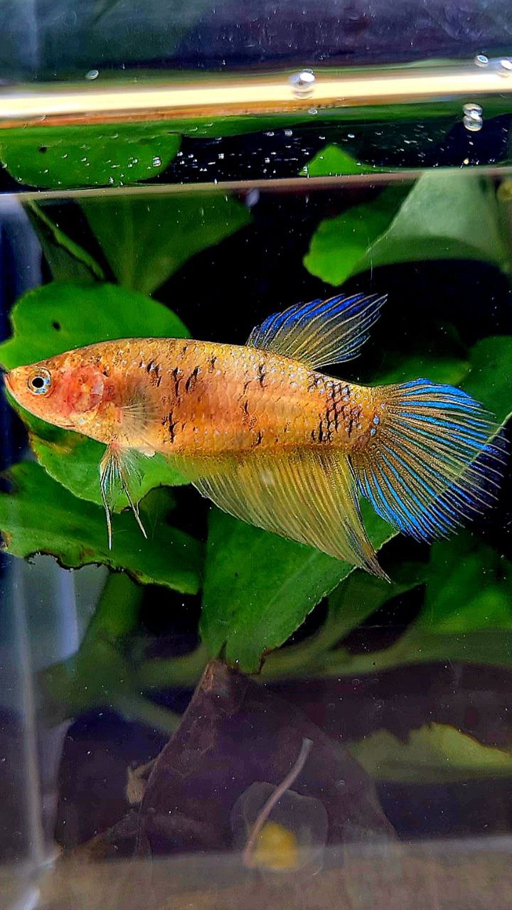 FEMALE VEILTAIL YELLOW TIGER BETTA FISH