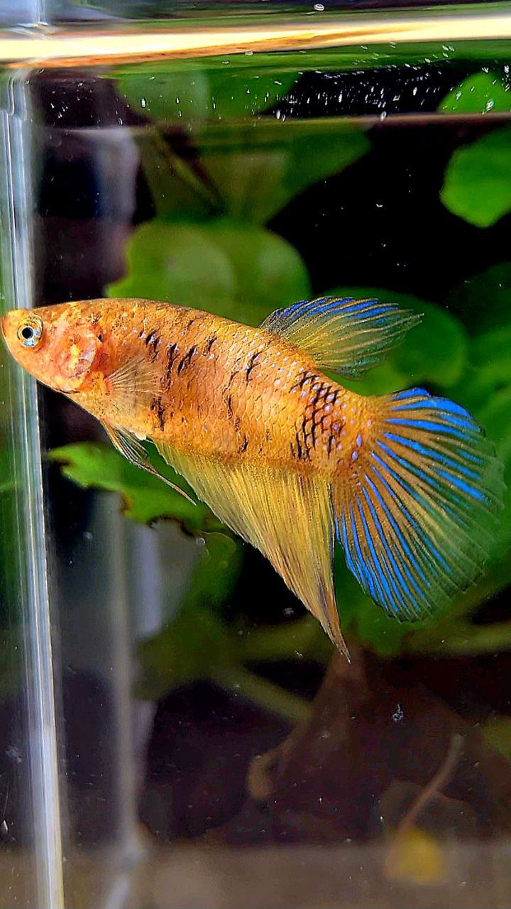 FEMALE VEILTAIL YELLOW TIGER BETTA FISH