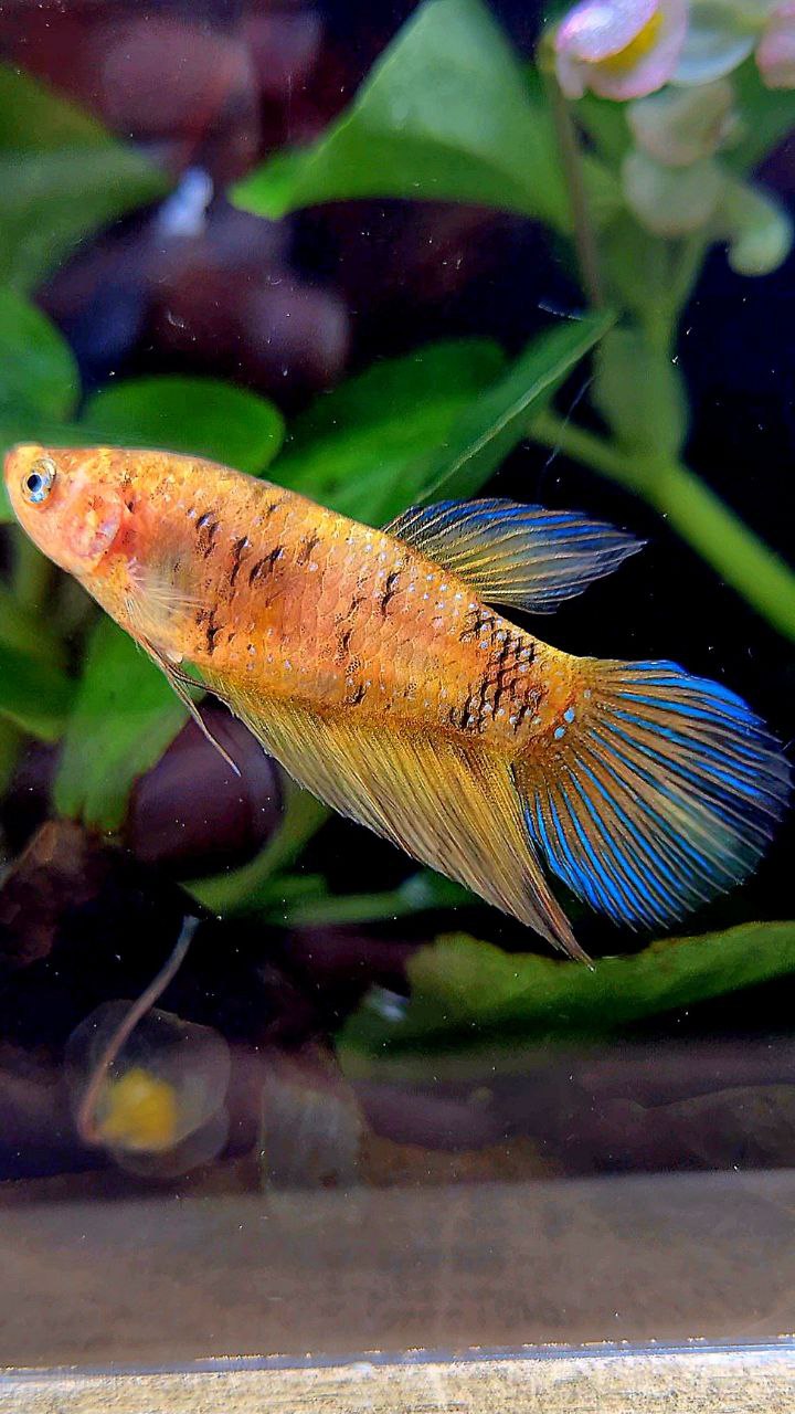 FEMALE VEILTAIL YELLOW TIGER BETTA FISH