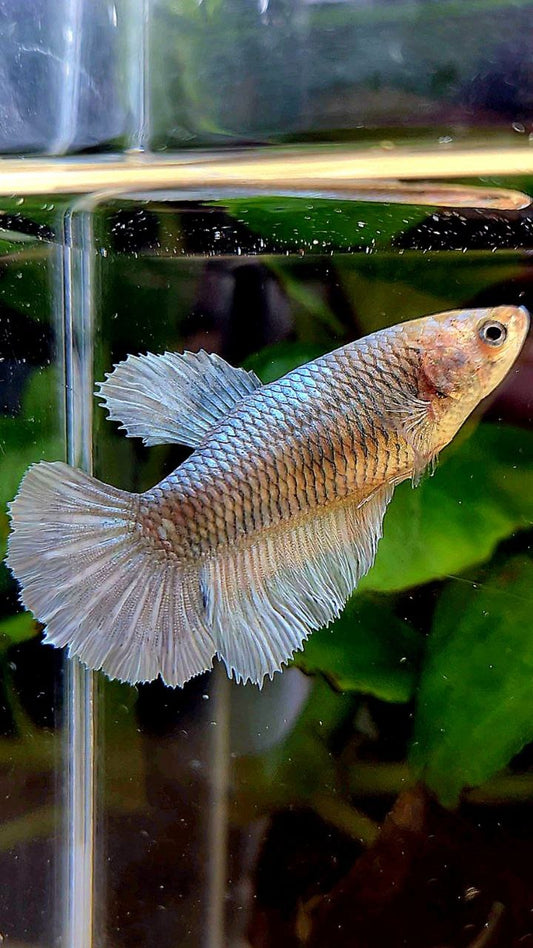 FEMALE HALFMOON COPPER BETTA FISH