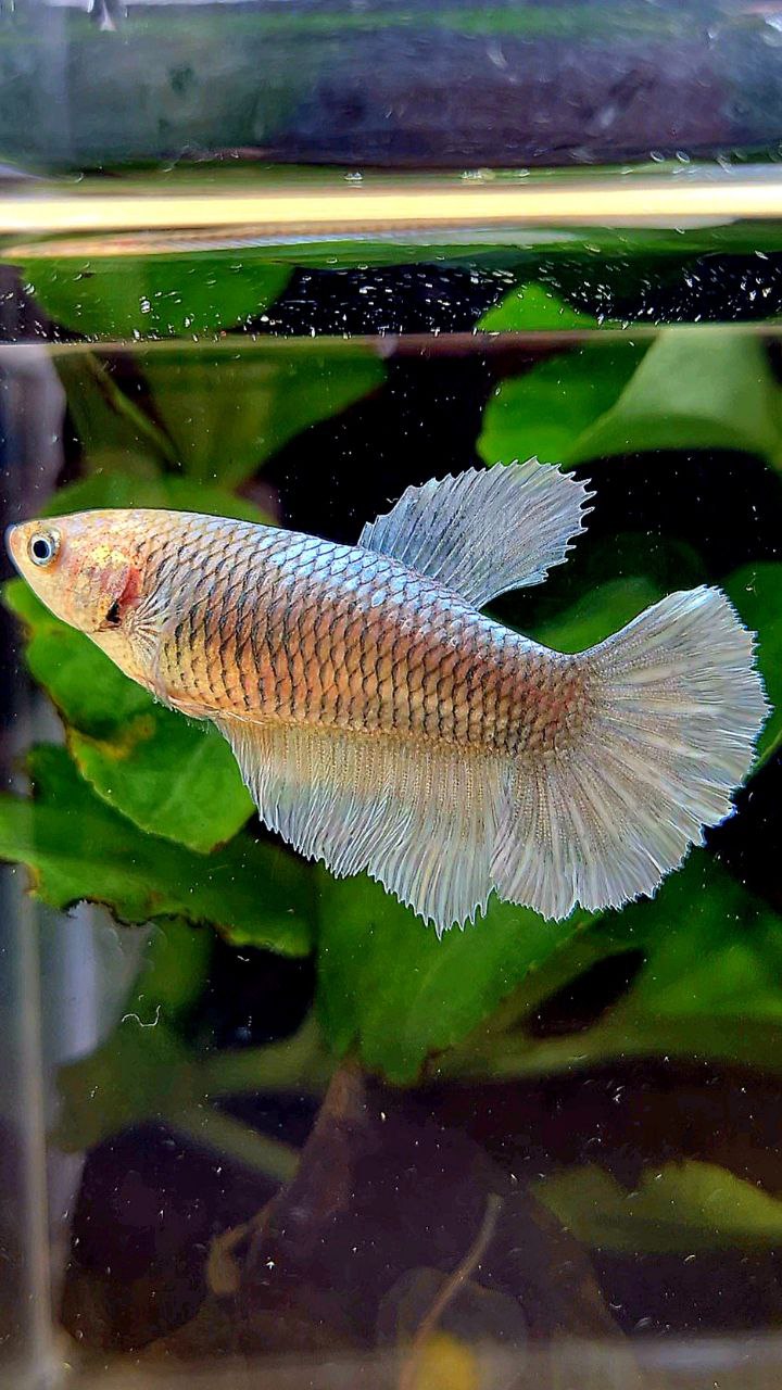 FEMALE HALFMOON COPPER BETTA FISH