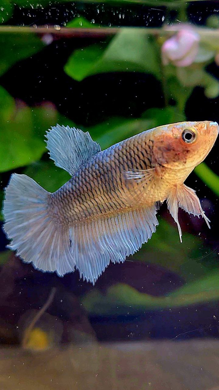 FEMALE HALFMOON COPPER BETTA FISH