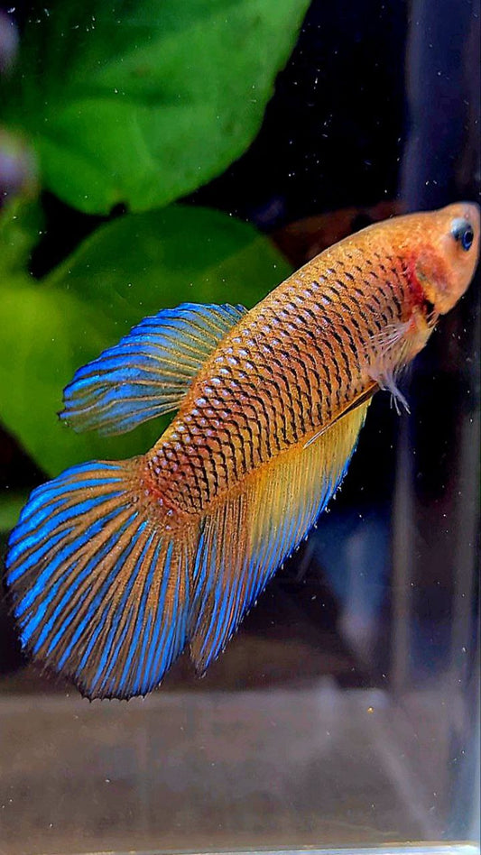 FEMALE VEILTAIL YELLOW DARK FANCY BETTA FISH