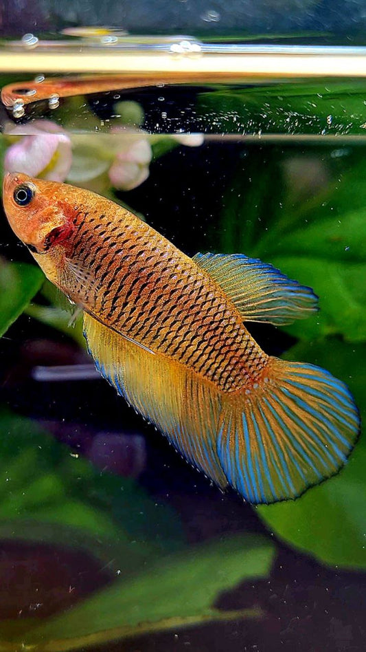 FEMALE VEILTAIL YELLOW DARK FANCY BETTA FISH