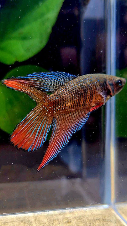 FEMALE VEILTAIL DOUBLE TAIL DARK ORANGE BETTA FISH