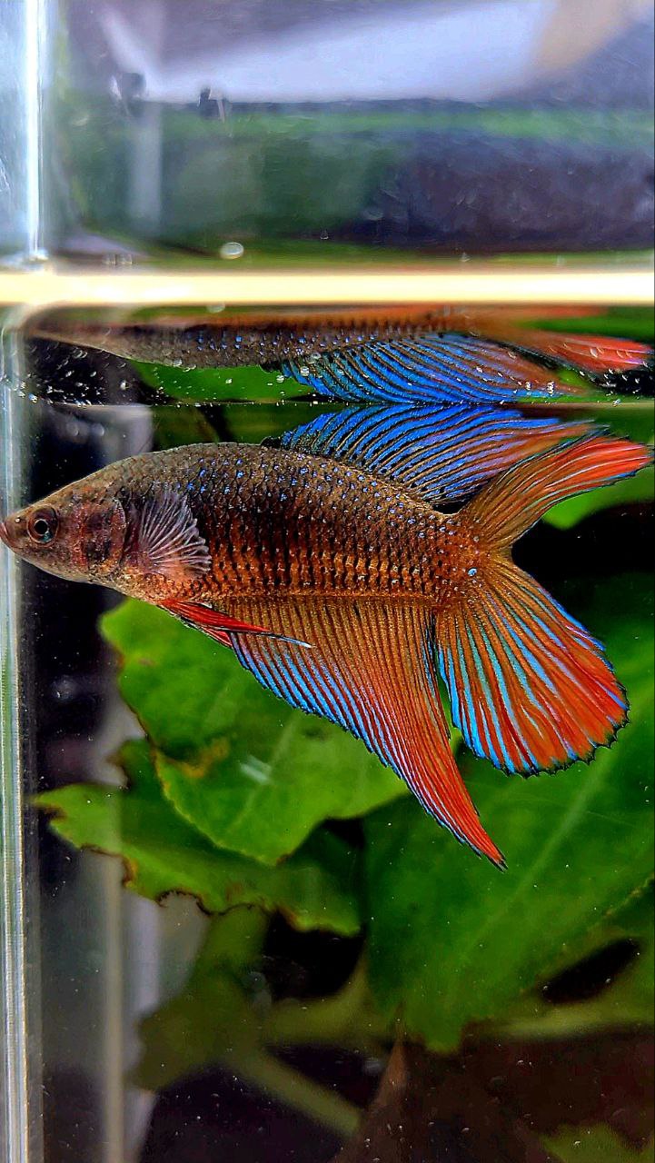 FEMALE VEILTAIL DOUBLE TAIL DARK ORANGE BETTA FISH