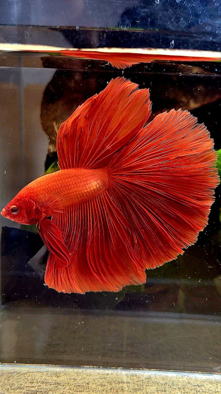 2 FISH MALE FEMALE HALFMOON SUPER RED BETTA FISH