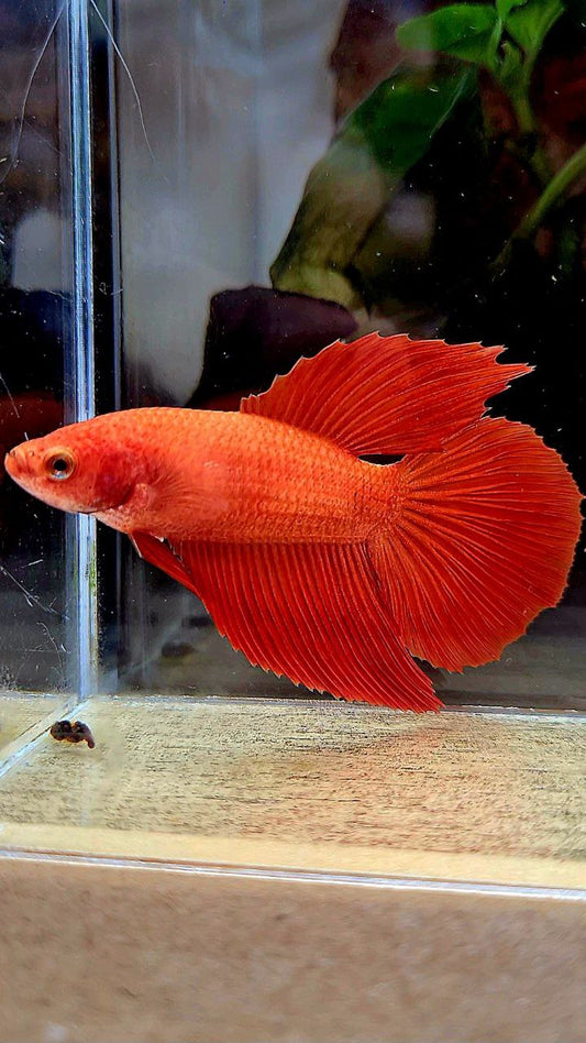 2 FISH MALE FEMALE HALFMOON SUPER RED BETTA FISH