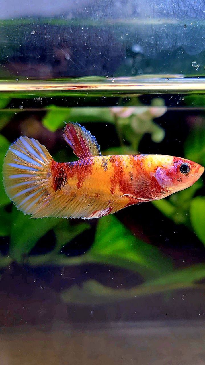 FEMALE PLAKAT ORANGE KOI MULTICOLOR BETTA FISH