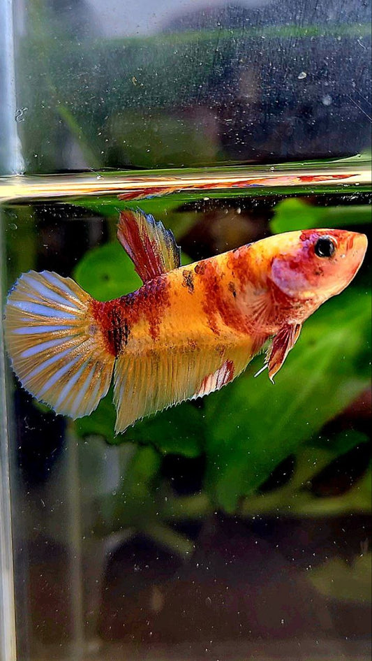 FEMALE PLAKAT ORANGE KOI MULTICOLOR BETTA FISH