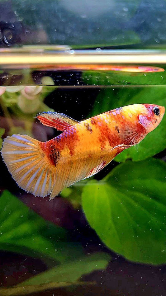 FEMALE PLAKAT ORANGE KOI MULTICOLOR BETTA FISH