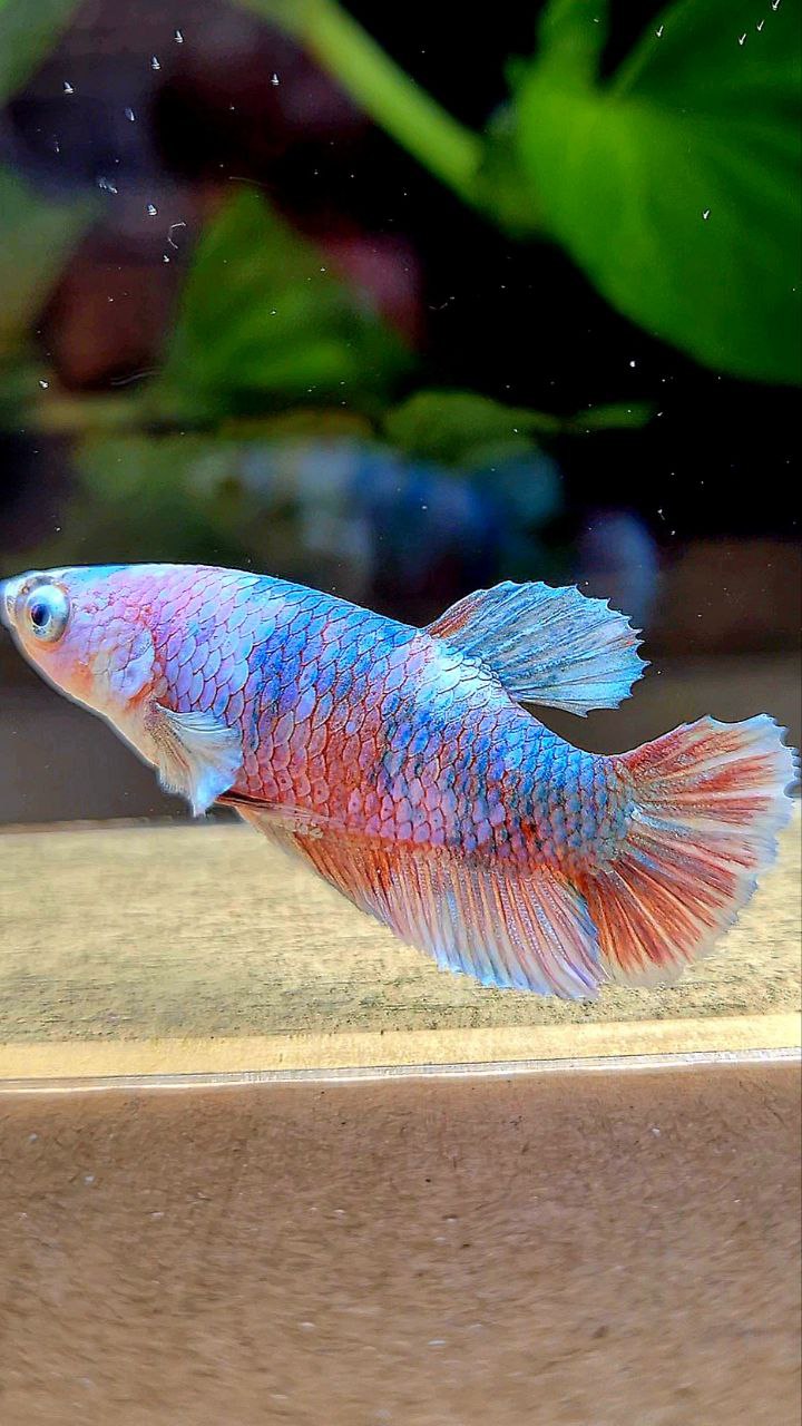 FEMALE PLAKAT BARONGSAI WHITE GALAXY MULTICOLOR BETTA FISH