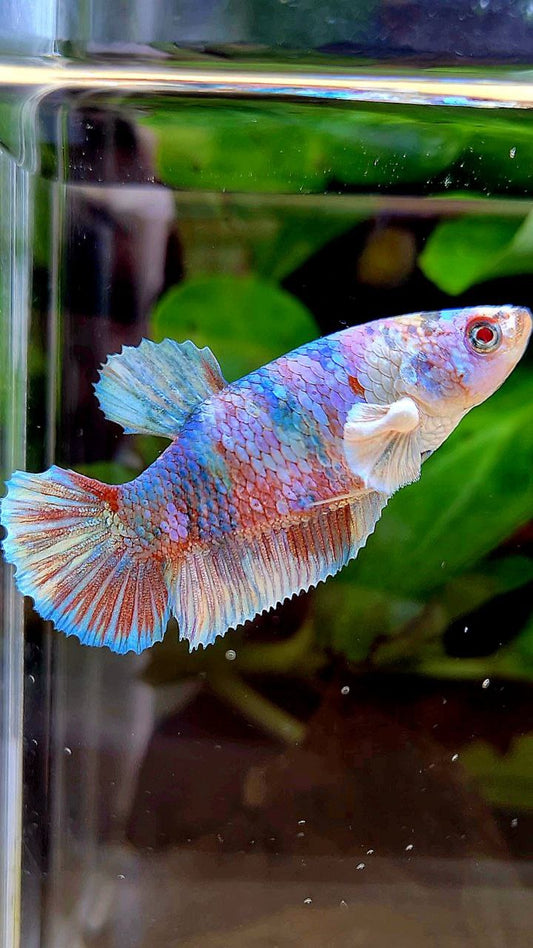 FEMALE PLAKAT BARONGSAI WHITE GALAXY MULTICOLOR BETTA FISH