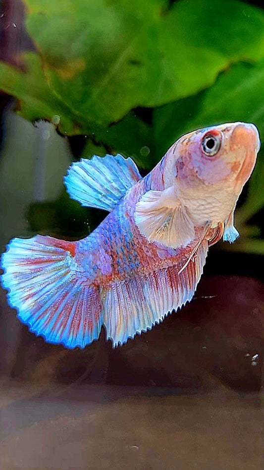 FEMALE PLAKAT BARONGSAI WHITE GALAXY MULTICOLOR BETTA FISH