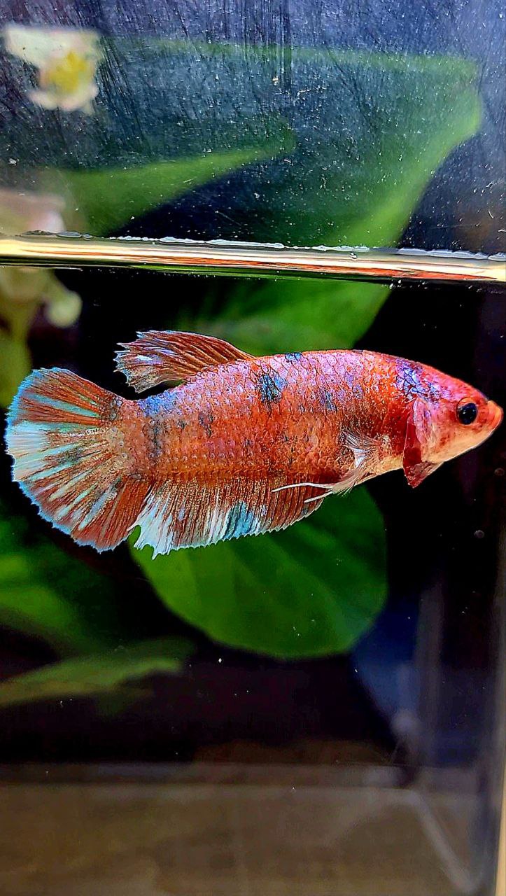 FEMALE PLAKAT MULTICOLOR BETTA FISH