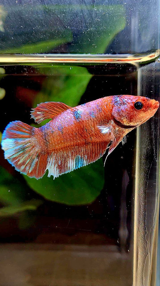 FEMALE PLAKAT MULTICOLOR BETTA FISH