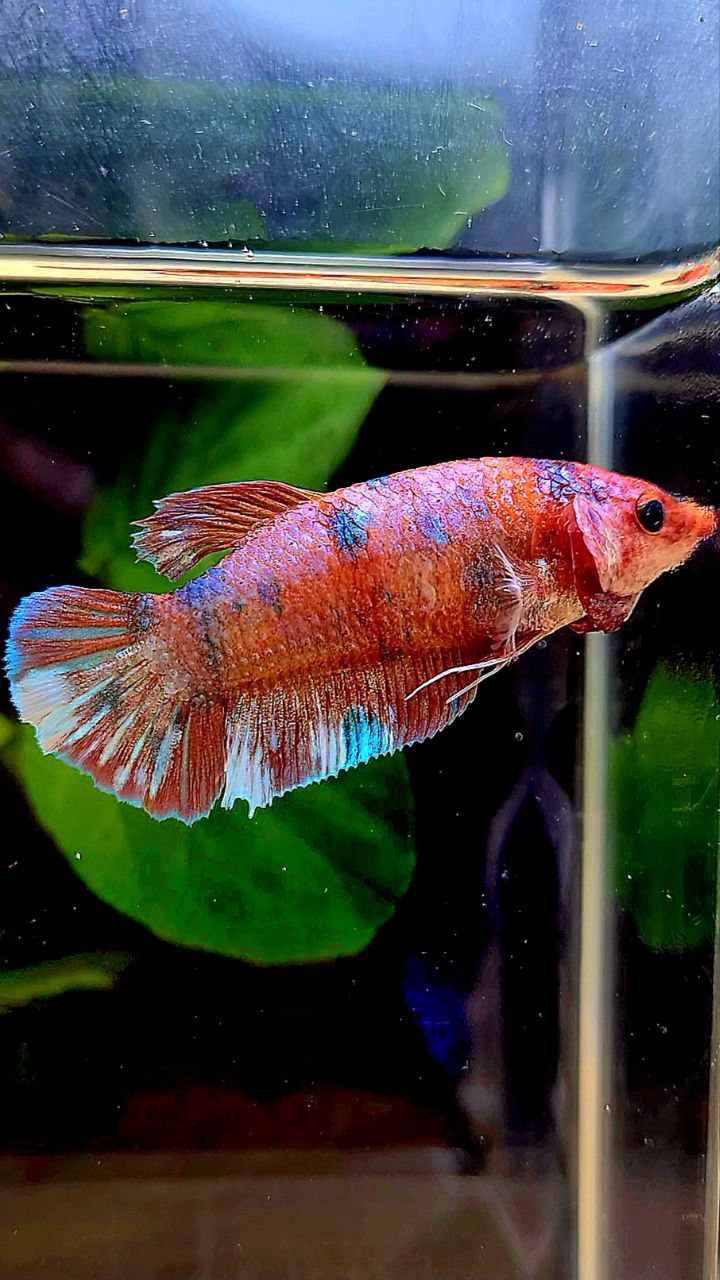 FEMALE PLAKAT MULTICOLOR BETTA FISH