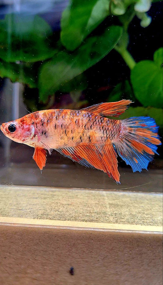 FEMALE HALFMOON KOI MULTICOLOR BETTA FISH