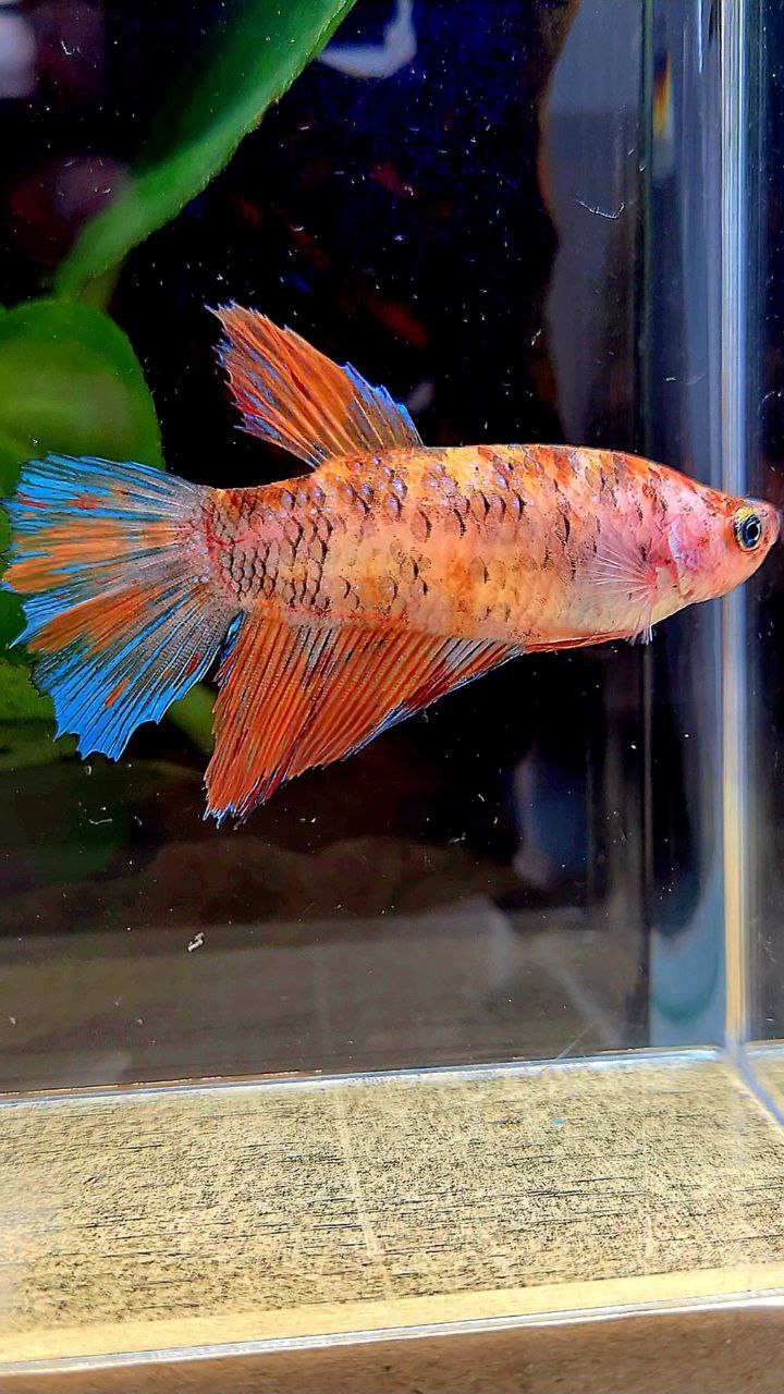 FEMALE HALFMOON MULTICOLOR BETTA FISH