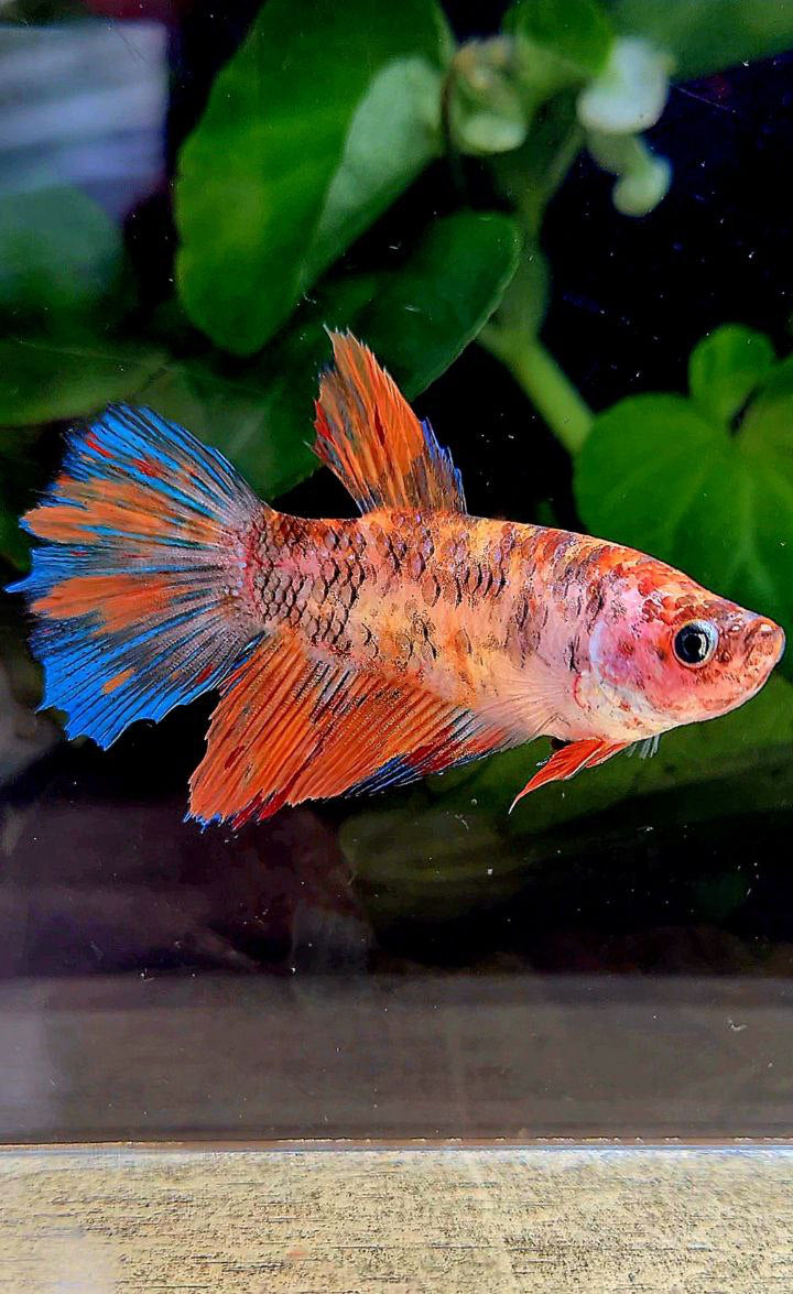 FEMALE HALFMOON KOI MULTICOLOR BETTA FISH