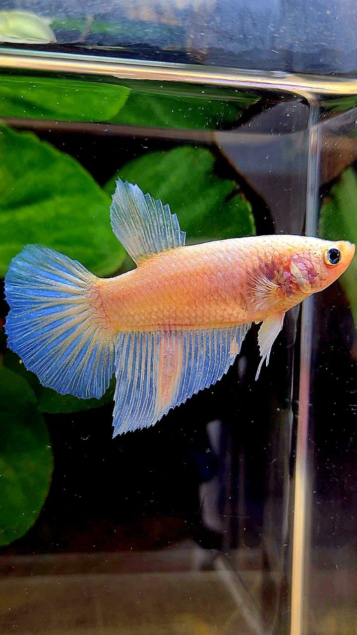 FEMALE HALFMOON WHITE OPAQUE BETTA FISH