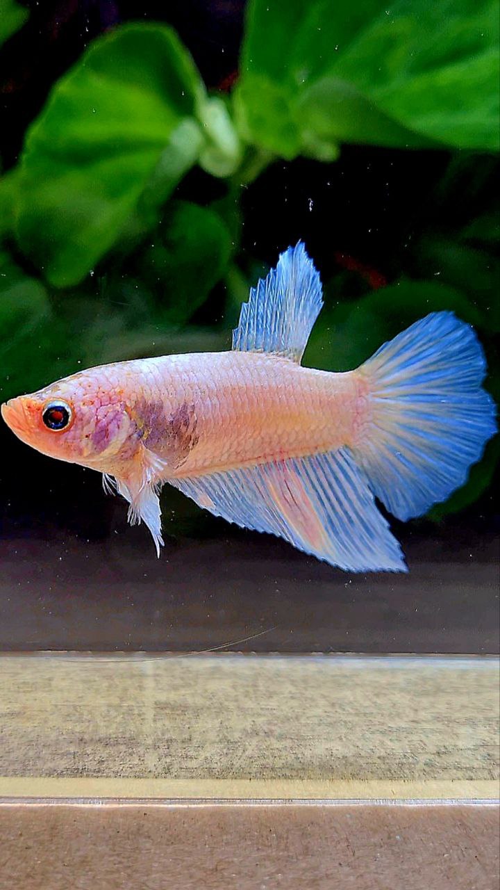 FEMALE HALFMOON WHITE OPAQUE BETTA FISH