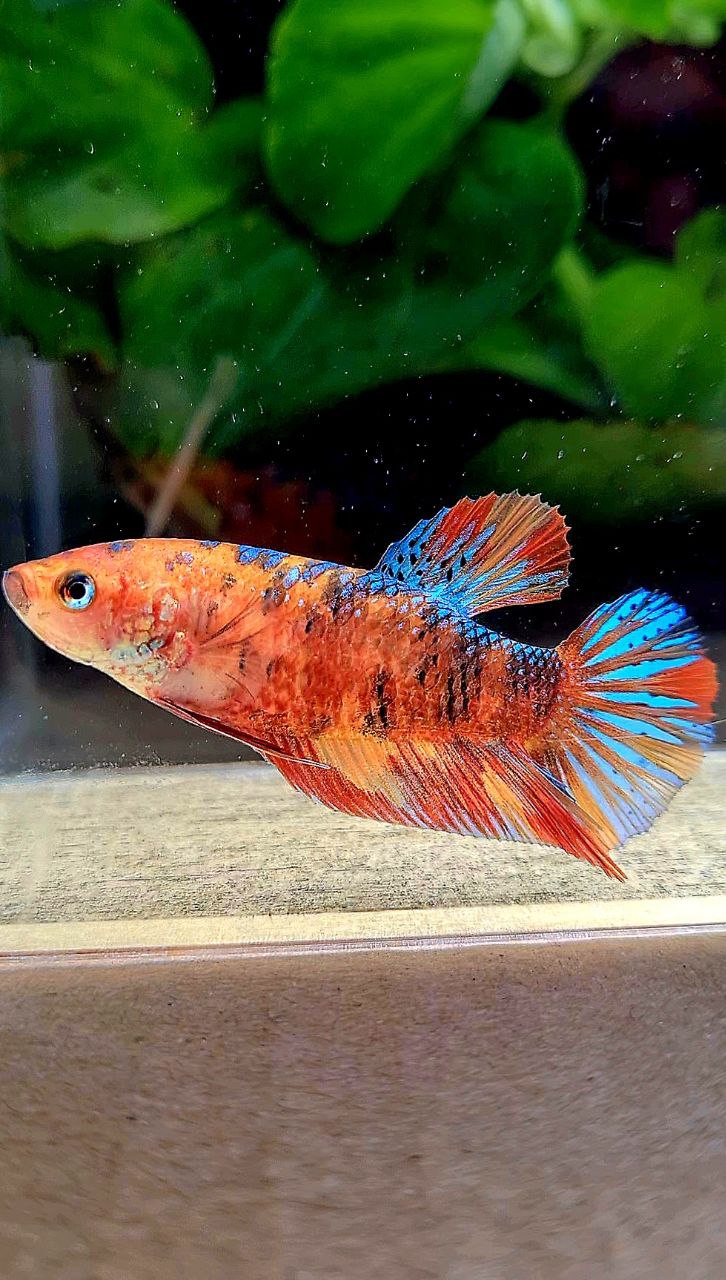 FEMALE PLAKAT METALLIC MULTICOLOR BETTA FISH