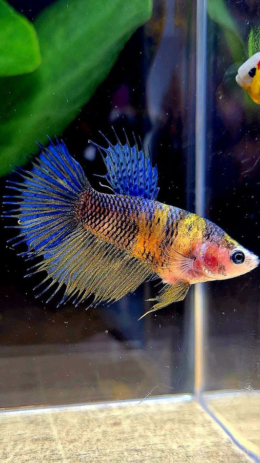 FEMALE CROWNTAIL HALFSUN YELLOW BLUE KOI MULTICOLOR BETTA FISH