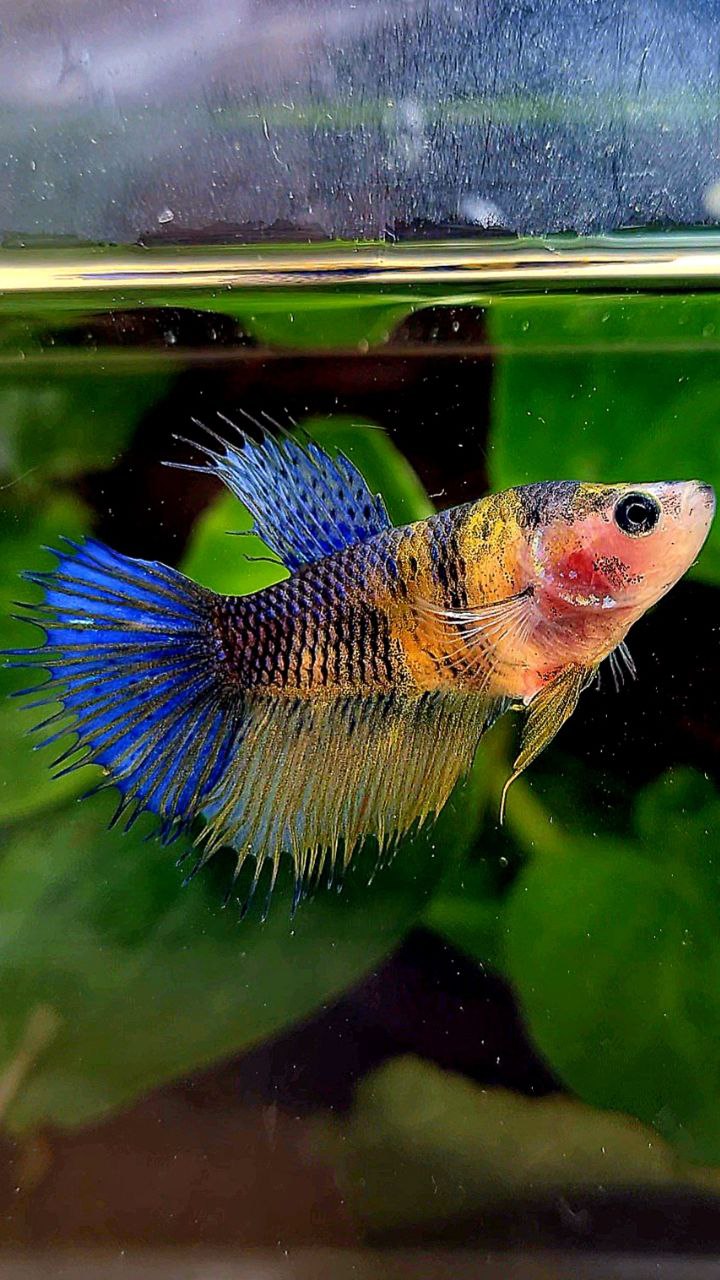 FEMALE CROWNTAIL HALFSUN YELLOW BLUE KOI MULTICOLOR BETTA FISH