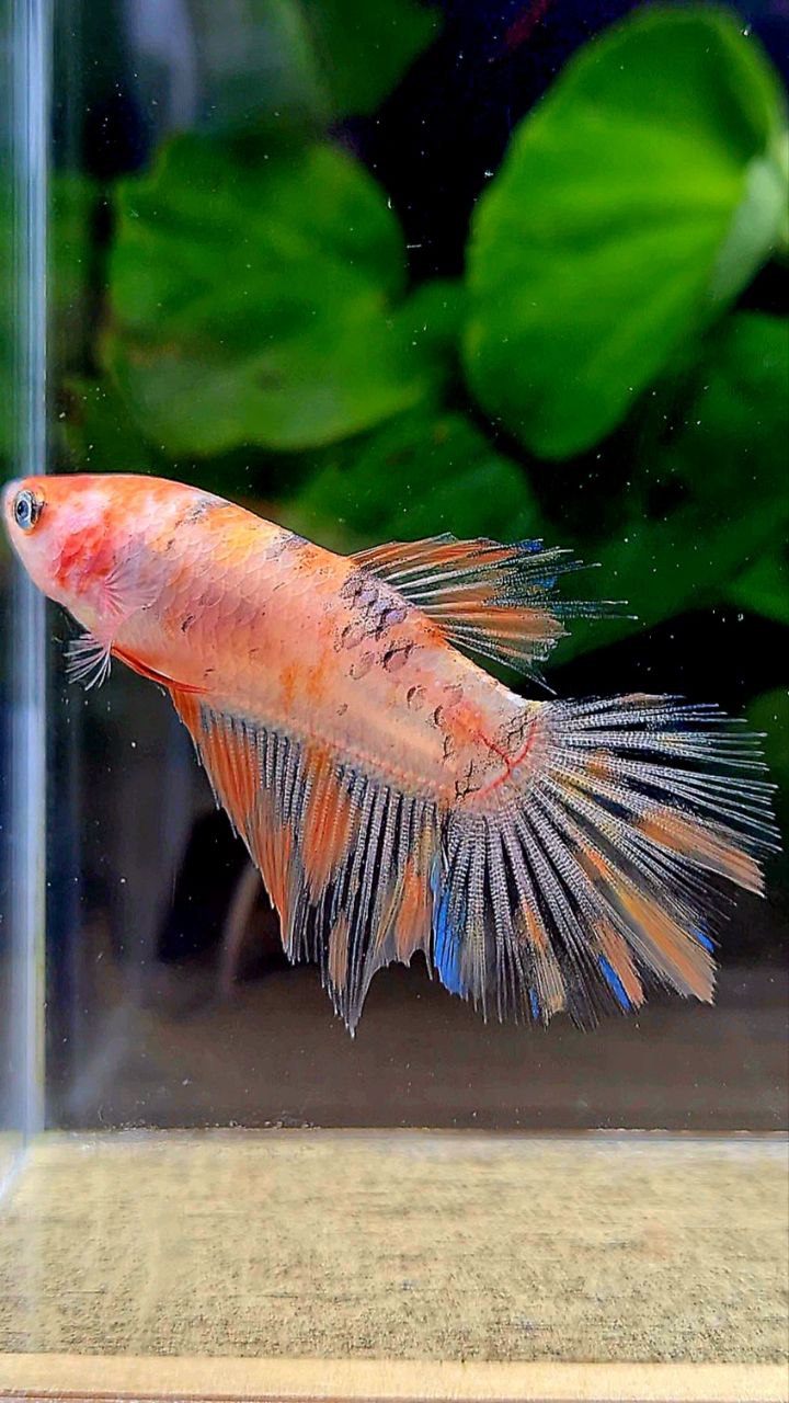 FEMALE HALFMOON KOI MULTICOLOR BETTA FISH