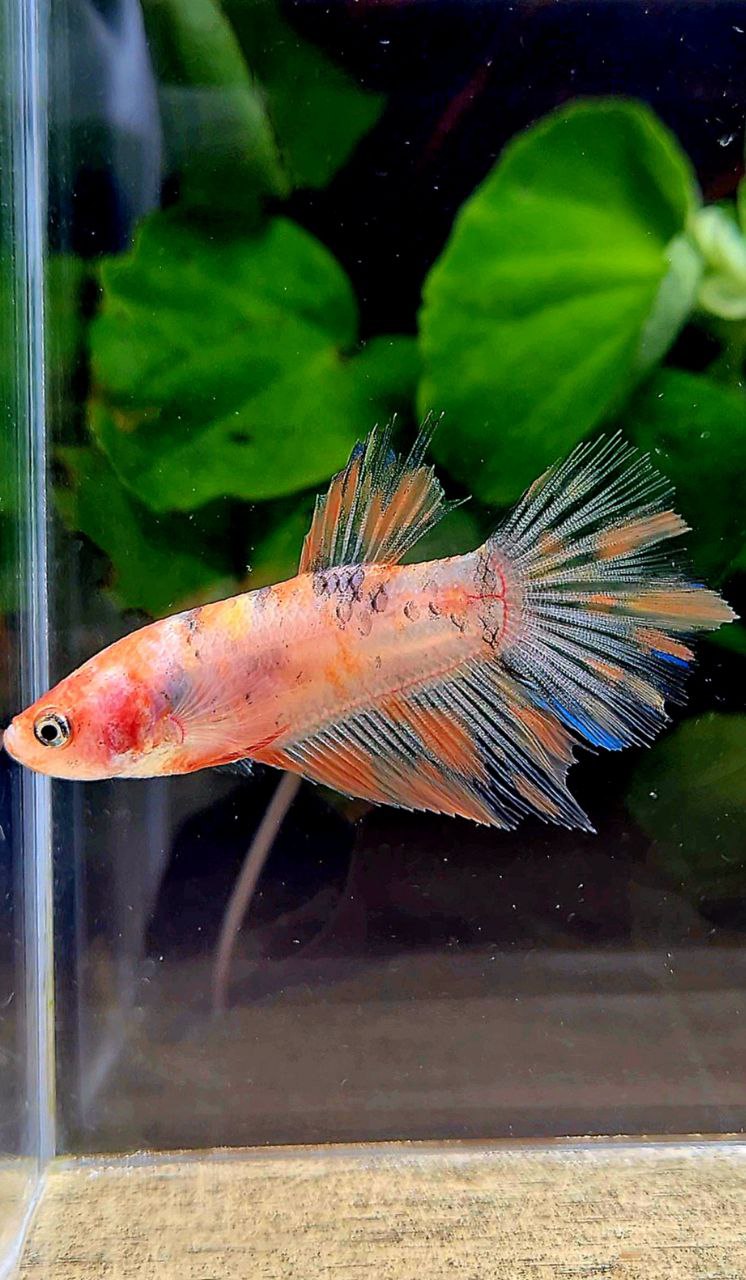 FEMALE HALFMOON KOI MULTICOLOR BETTA FISH