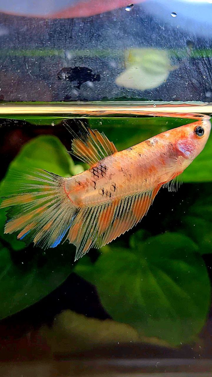 FEMALE HALFMOON KOI MULTICOLOR BETTA FISH
