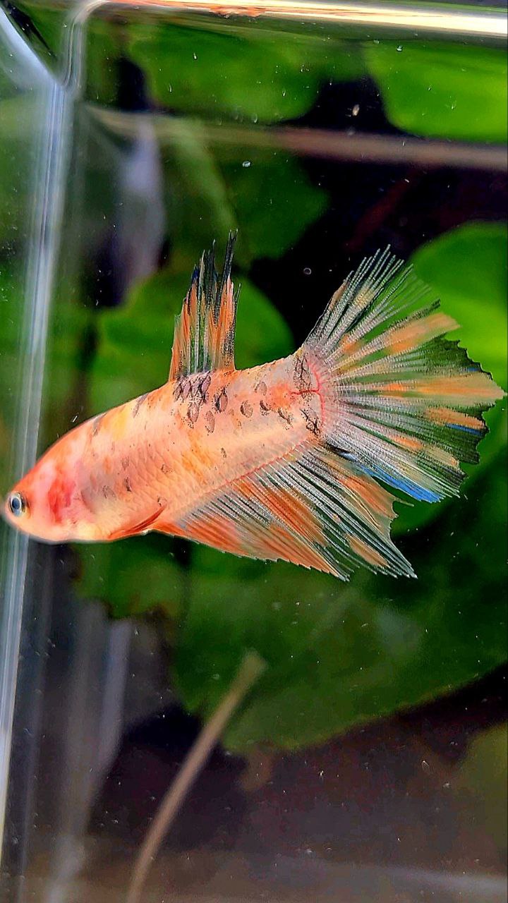 FEMALE HALFMOON KOI MULTICOLOR BETTA FISH