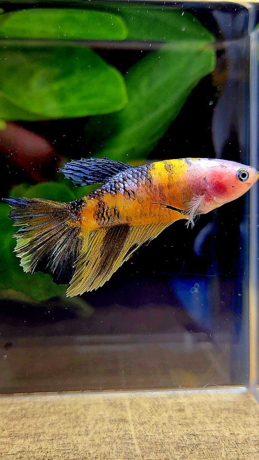 FEMALE HALFMOON YELLOW KOI MULTICOLOR BETTA FISH